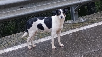 Sardegna, il Comune vieta di dare cibo e acqua a una cagnolina abbandonata: &egrave; polemica