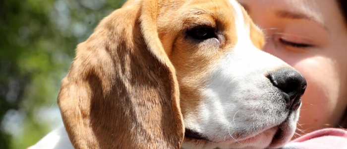 Usa, 1.500 beagle liberati da un centro di ricerca: avranno una nuova vita
