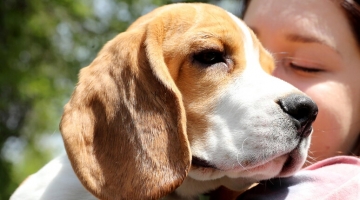 Usa, 1.500 beagle liberati da un centro di ricerca: avranno una nuova vita