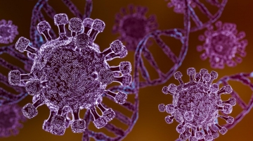 Hantavirus, 25enne calabrese sintomatico trasferito allo Spallanzani di Roma