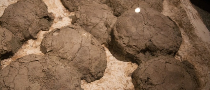 Francia, scoperte pi&ugrave; di 100 uova di dinosauro: hanno 70 milioni di anni