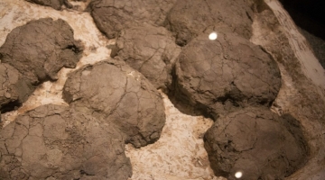 Francia, scoperte pi&ugrave; di 100 uova di dinosauro: hanno 70 milioni di anni