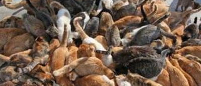 Vietnam, maxi operazione contro il traffico di gatti: oltre 400 salvati dalle pentole