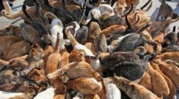 Vietnam, maxi operazione contro il traffico di gatti: oltre 400 salvati dalle pentole