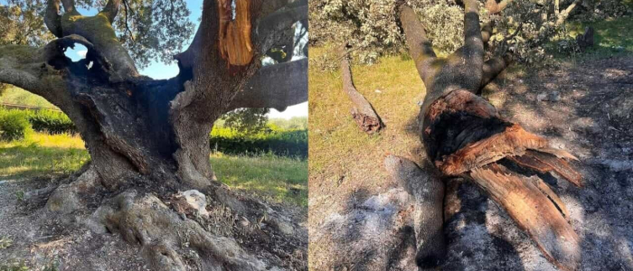 Firenze, leccio di 600 anni bruciato: denunciati quattro minorenni | "Volevamo cuocere dei wurstel"