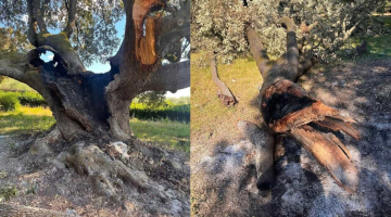 Firenze, leccio di 600 anni bruciato: denunciati quattro minorenni | "Volevamo cuocere dei wurstel"