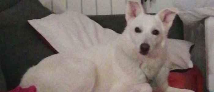 Lupo assale bimbo a Camaiore (Lucca): il cane di famiglia si immola