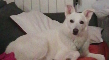 Lupo assale bimbo a Camaiore (Lucca): il cane di famiglia si immola