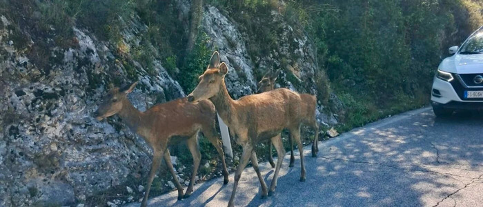 Abruzzo, i cervi sarebbero nervosi per il comportamento dei turisti