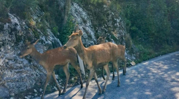 Abruzzo, i cervi sarebbero nervosi per il comportamento dei turisti