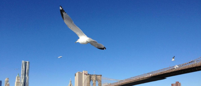 New York, uomo con un coltello sui cavi del ponte di Brooklyn: ucciso dalla polizia