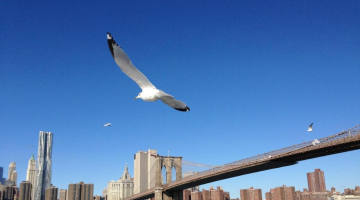 New York, uomo con un coltello sui cavi del ponte di Brooklyn: ucciso dalla polizia