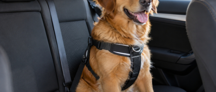 Cani e gatti in auto, nuove regole in arrivo: obbligatori trasportino o "cintura"