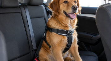 Cani e gatti in auto, nuove regole in arrivo: obbligatori trasportino o "cintura"